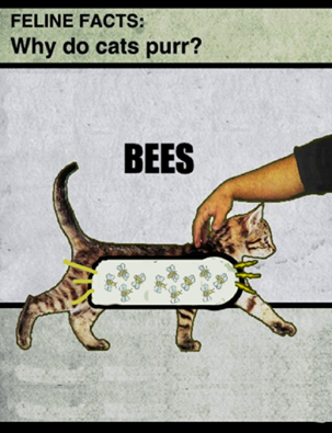 Warum Katzen schnurren